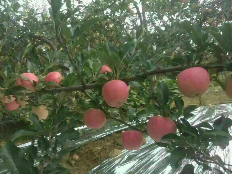 山东苹果，红富士苹果80以上纸袋膜袋红富士苹果出售