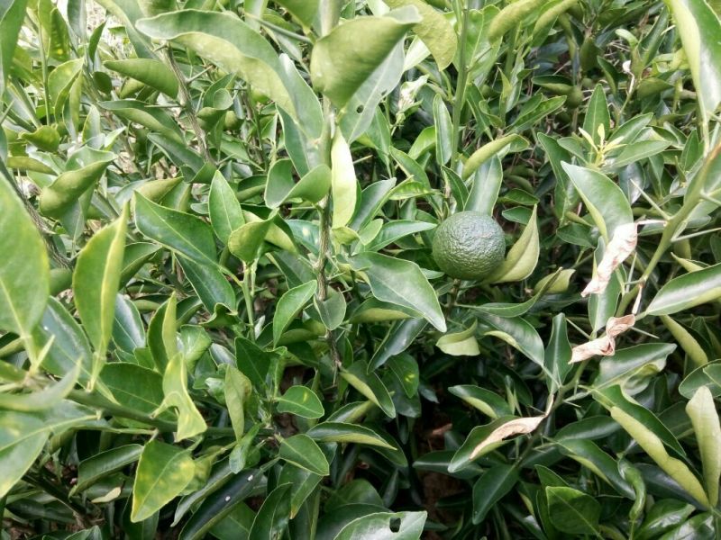 沃柑苗有各种枮木，无病青秀