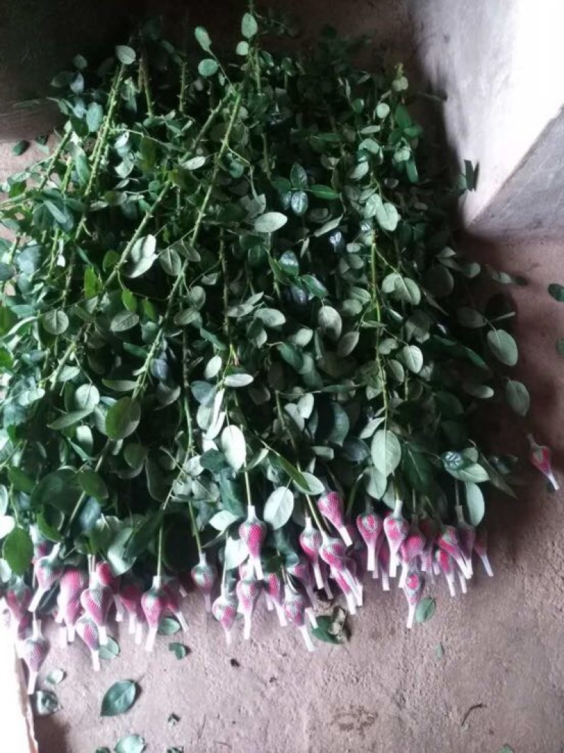 玫瑰盆花不含盆