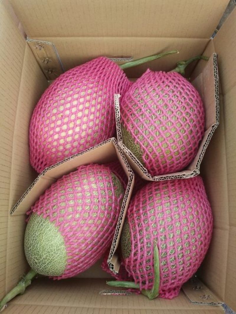 西州蜜瓜5斤以上长形