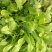 越冬菠菜15~20厘米