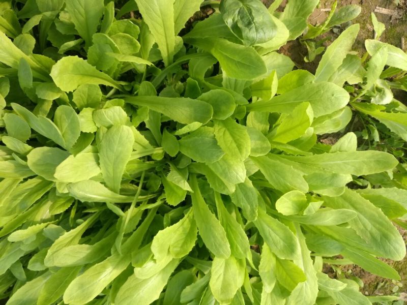 越冬菠菜15~20厘米