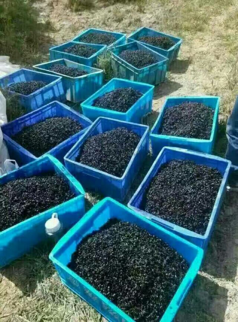 黑枸杞二茬干货