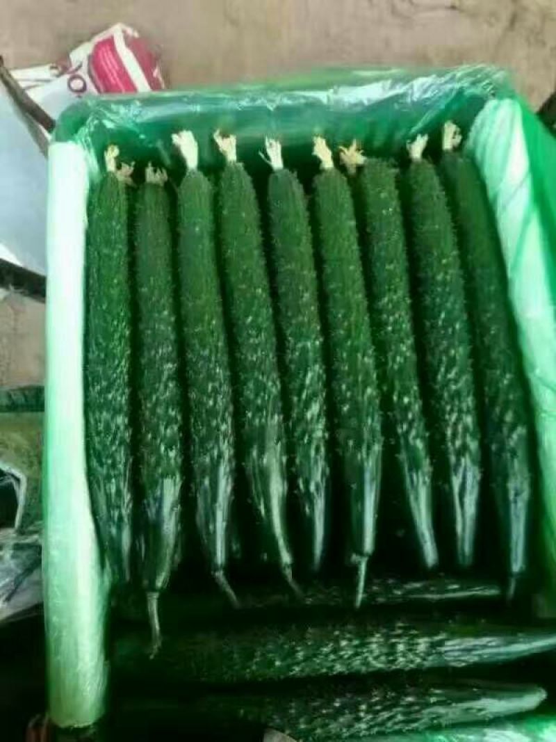 黄瓜25公分以上鲜花带刺大量上市欢迎新老客户