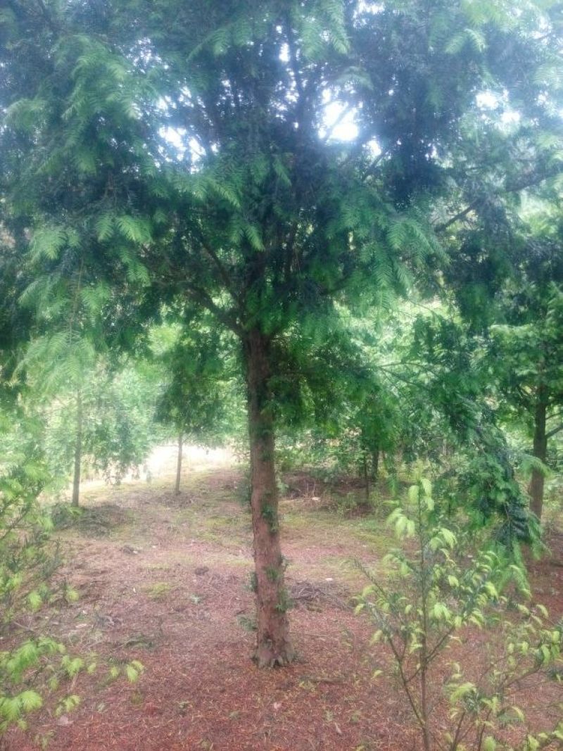 红豆杉占地苗实用苗木土球五十五