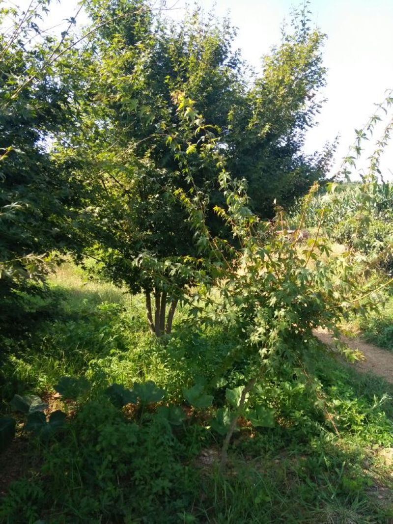 鸡爪槭苗80~100cm