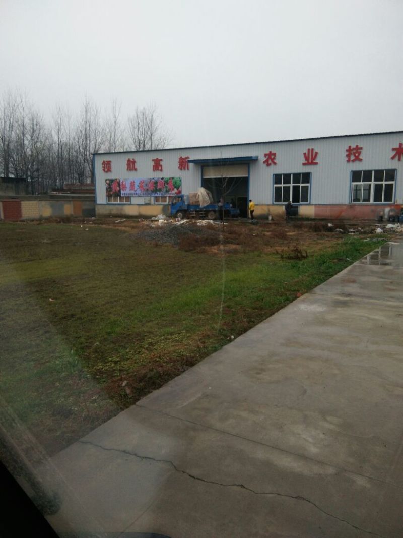 富硒梨600g以上纸加膜