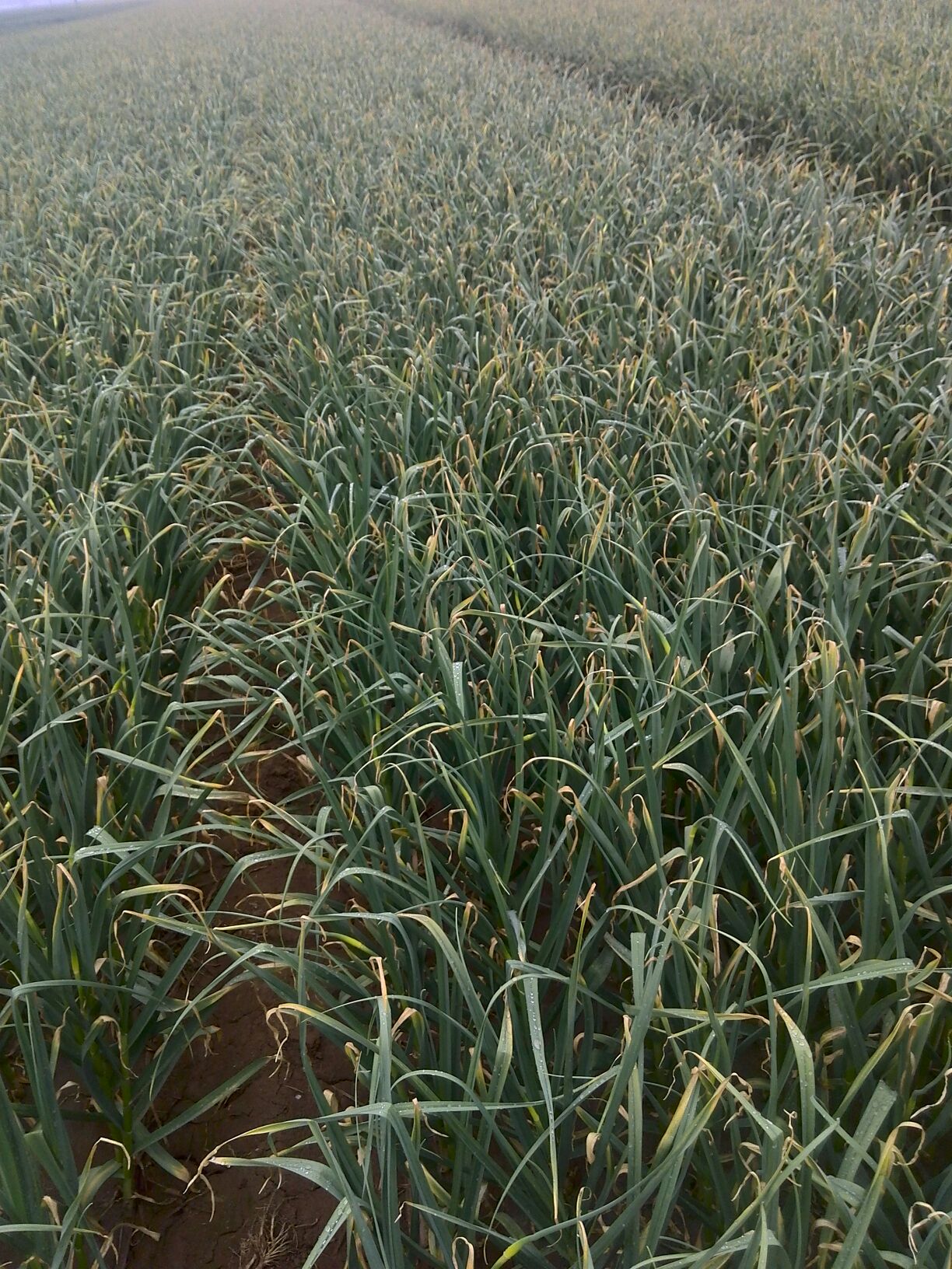 蒜苔河北邯郸永年县_批发_供应-一亩田农业网