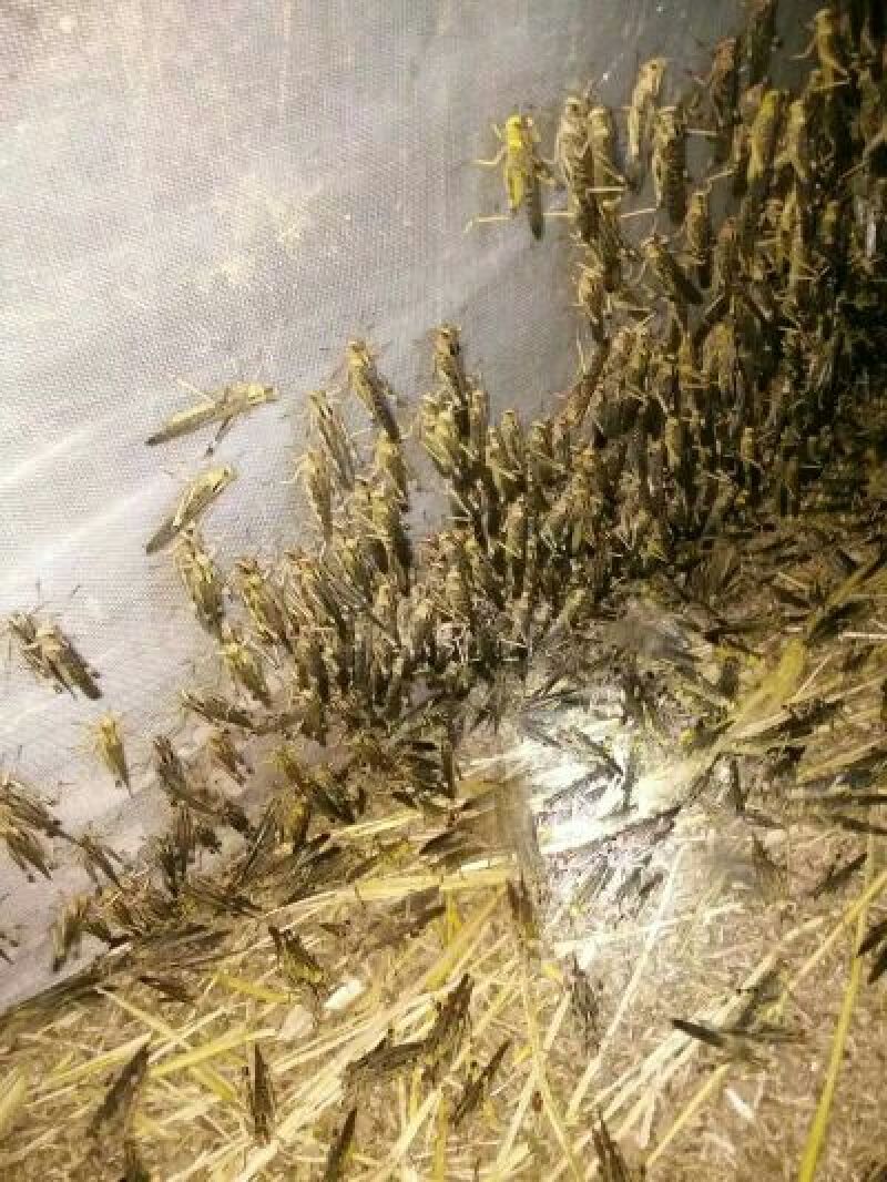 东亚飞蝗食用