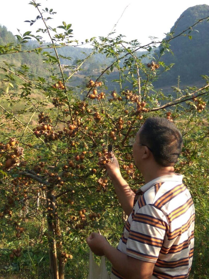 刺梨酵素金刺梨原生态三王水果生吃甜又营养