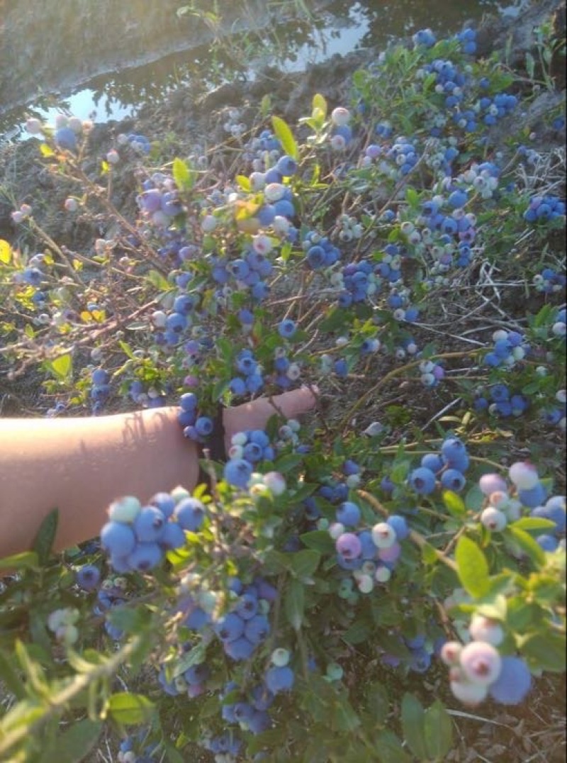 北陆蓝莓