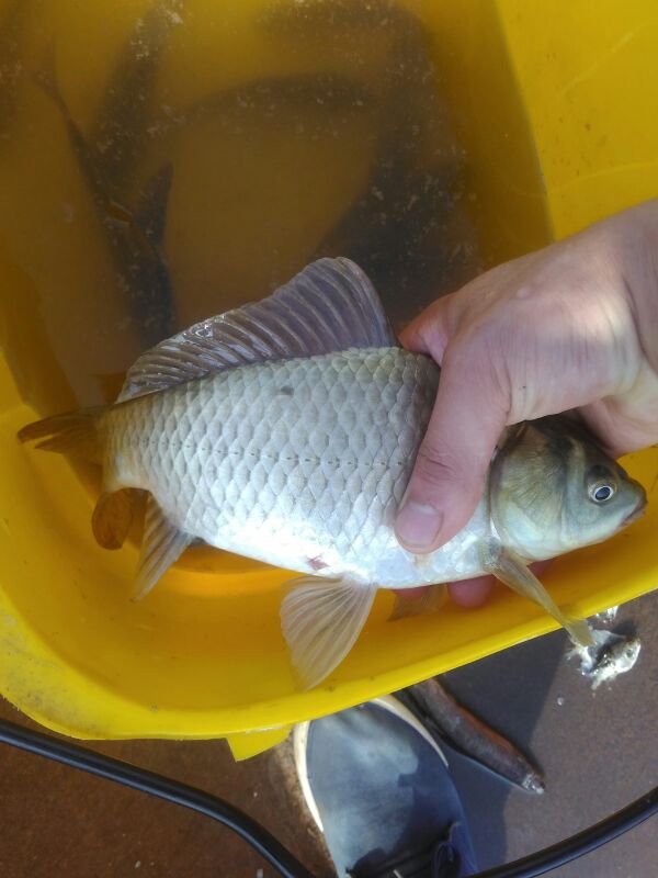 四川遂宁市安居区杂交鲫鱼 食用批发_王永强供