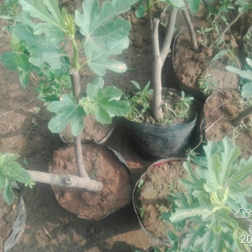 玛斯义陶芬无花果苗