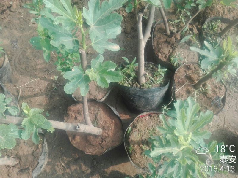 玛斯义陶芬无花果苗