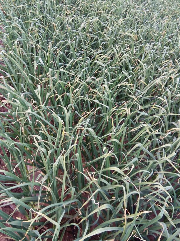 蒜苔河北邯郸肥乡县_批发_供应-一亩田农业网