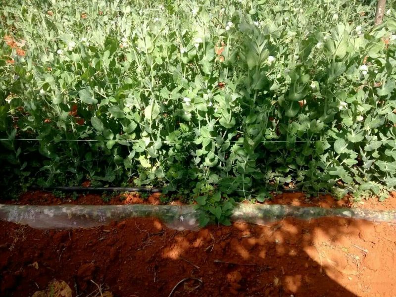 豌豆种子长寿豆种子山地大王豌豆种子