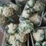 山东省聊城市莘县白面青梗松花菜直供2~3斤散花乳白