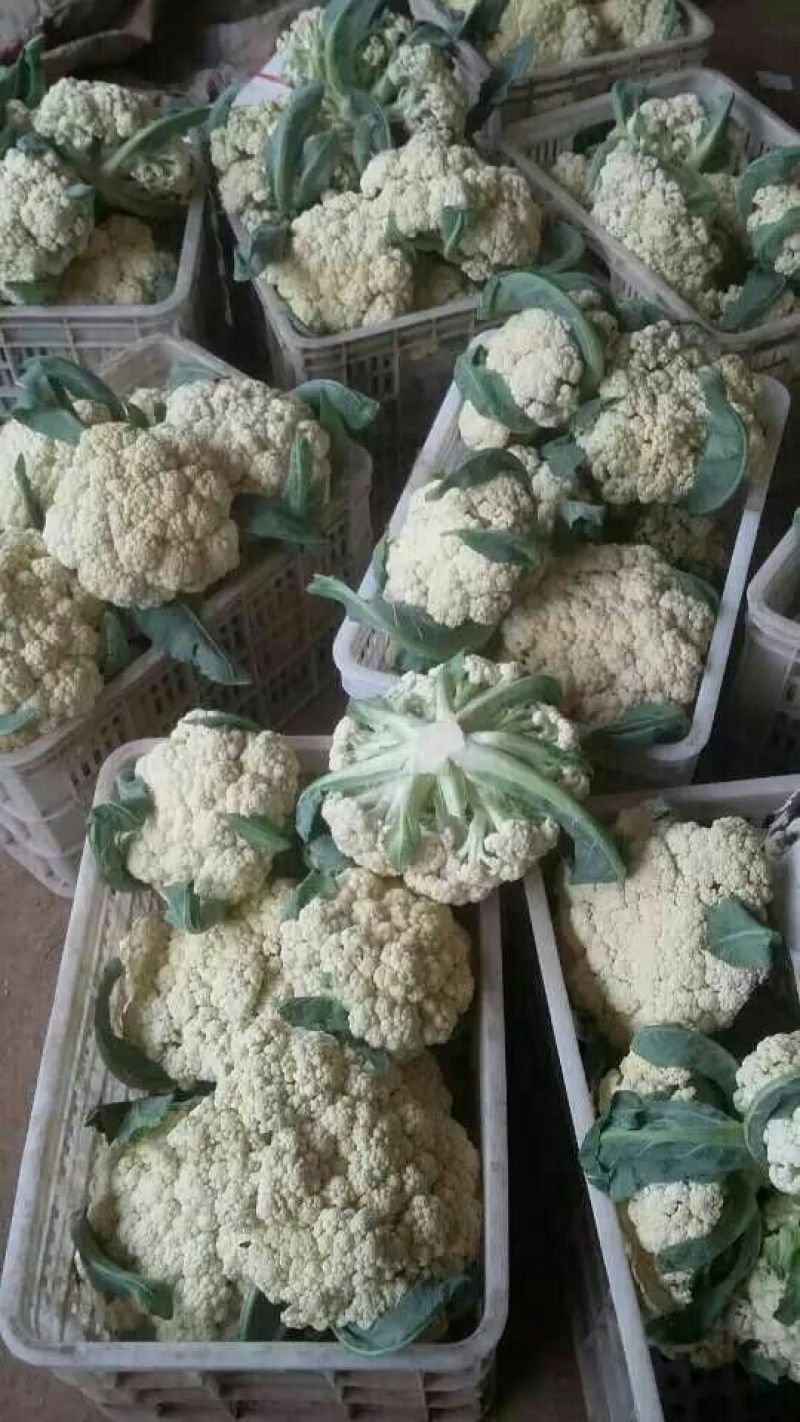 山东省聊城市莘县白面青梗松花菜直供2~3斤散花乳白