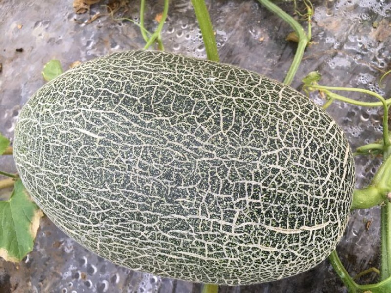 西州蜜瓜