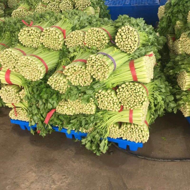 西芹