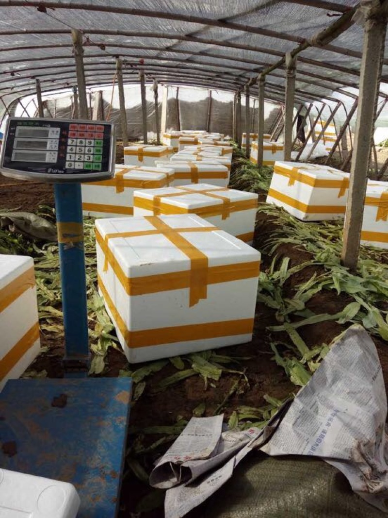 常年大量供应油麦菜，高约25公分，散装，装框各种包装都有