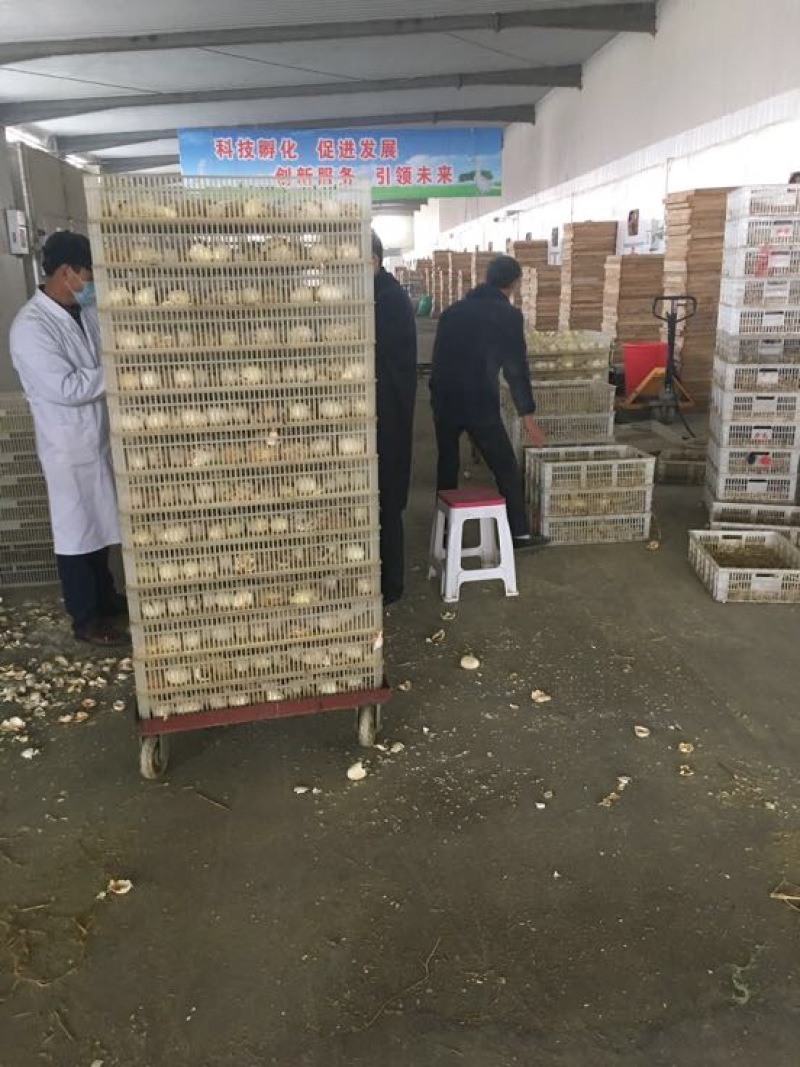 鹅苗