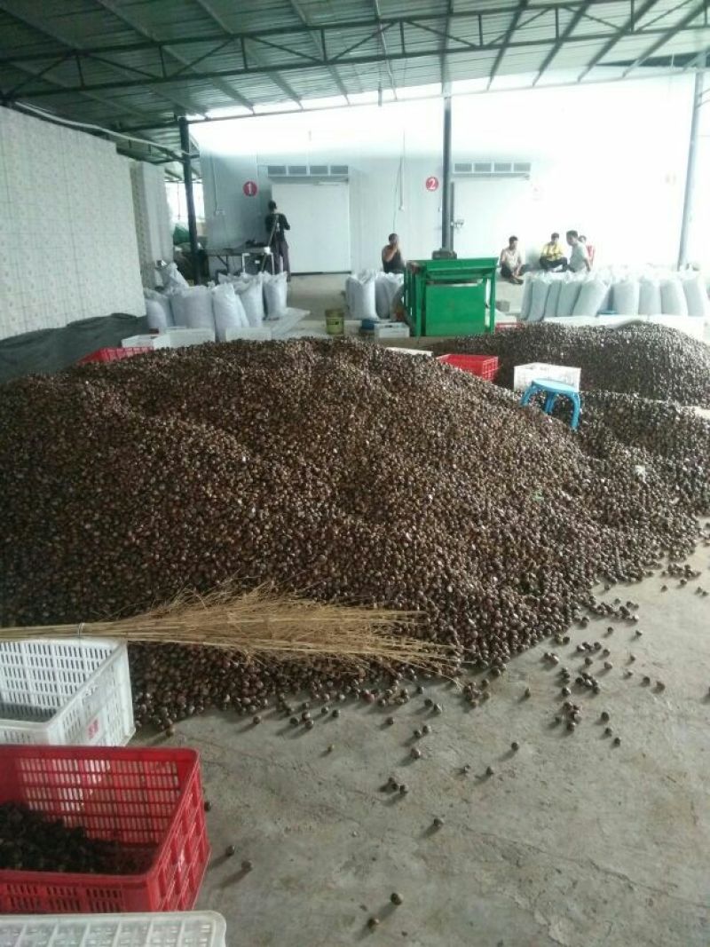 野生板栗炒栗种中栗