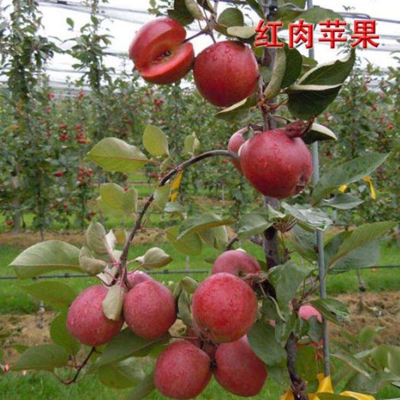 苹果树苗80cm以上