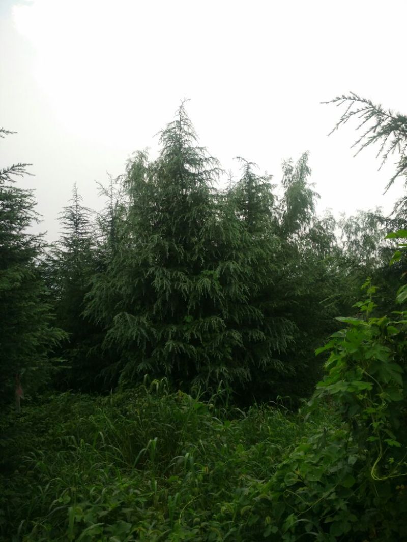 雪松20cm以上