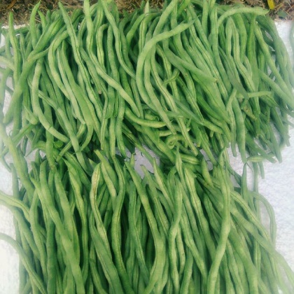 西西安市周至县架豆王豆角 15厘米以上批发_田