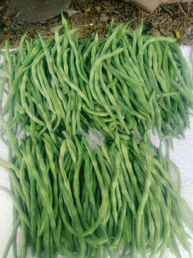 西西安市周至县架豆王豆角 15厘米以上批发_田