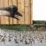 狮头鹅苗250g以下