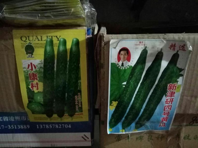 黄瓜种子95%以上