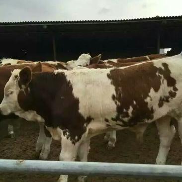 西门塔尔牛犊，西门塔尔成年母牛，西门塔尔胎牛，品种齐全
