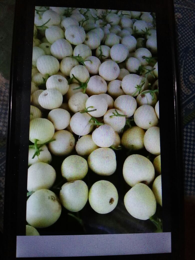 白雪甜瓜河南安阳内黄县_批发_供应-一亩田农