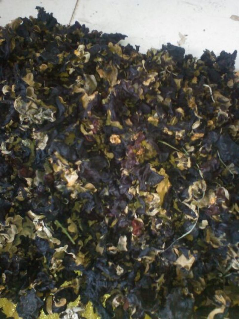 干木耳一级