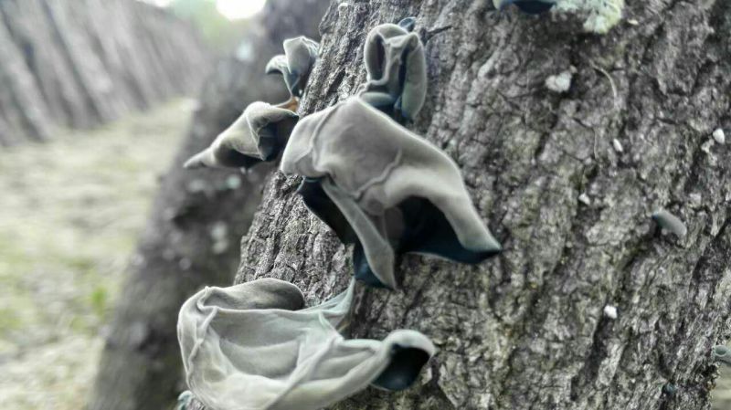 黑木耳一级