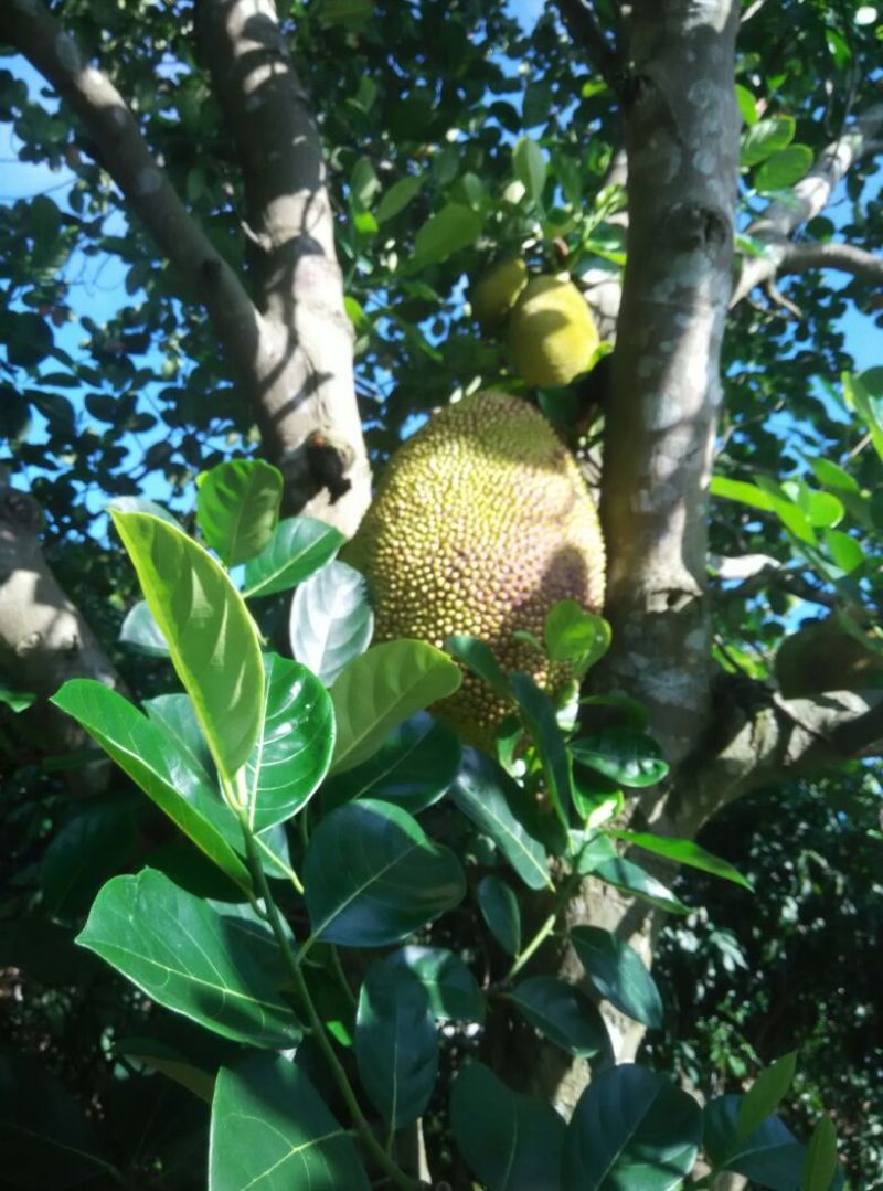 菠萝蜜5~10斤，68/个，广东省内包邮