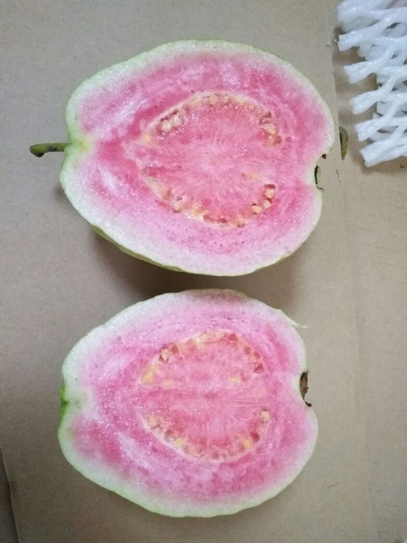 西瓜番石榴苗50~80cm