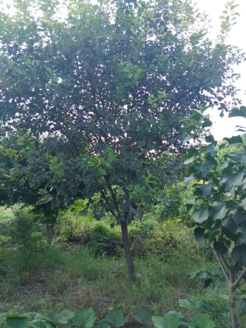 鸡爪槭苗80~100cm