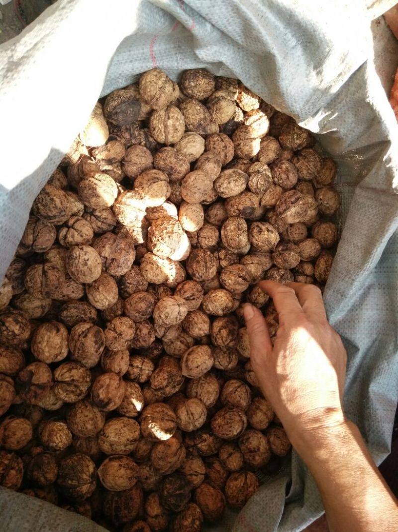 大泡核桃去皮干