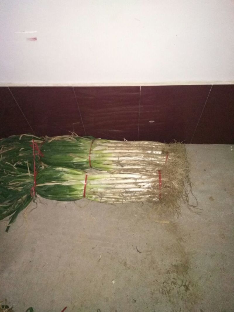 长白大葱30~40cm毛葱3cm左右