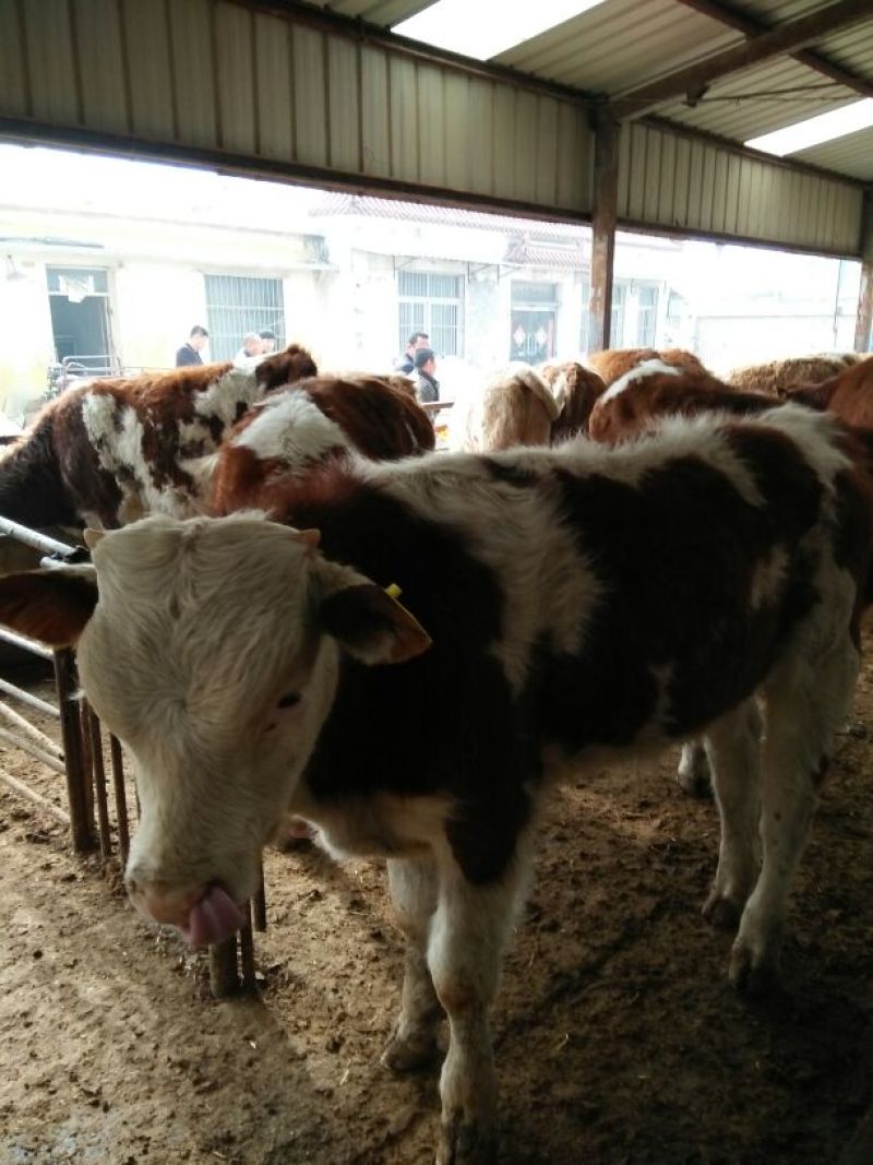 肉驴苗