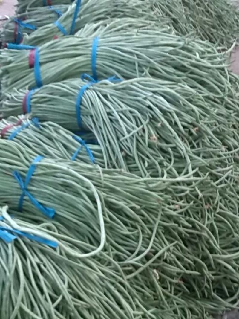 莘县长豆角豇豆角翠绿长豆角大量上市欢迎选购，品质优