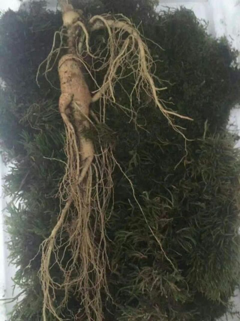 林下参