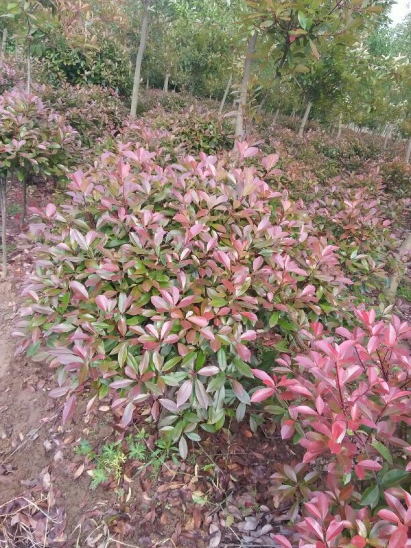 大叶女贞4cm以下