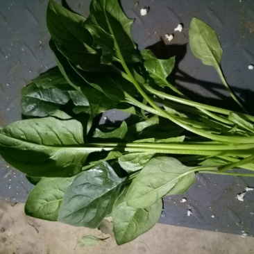 秋菠菜25~30厘米