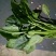 秋菠菜25~30厘米