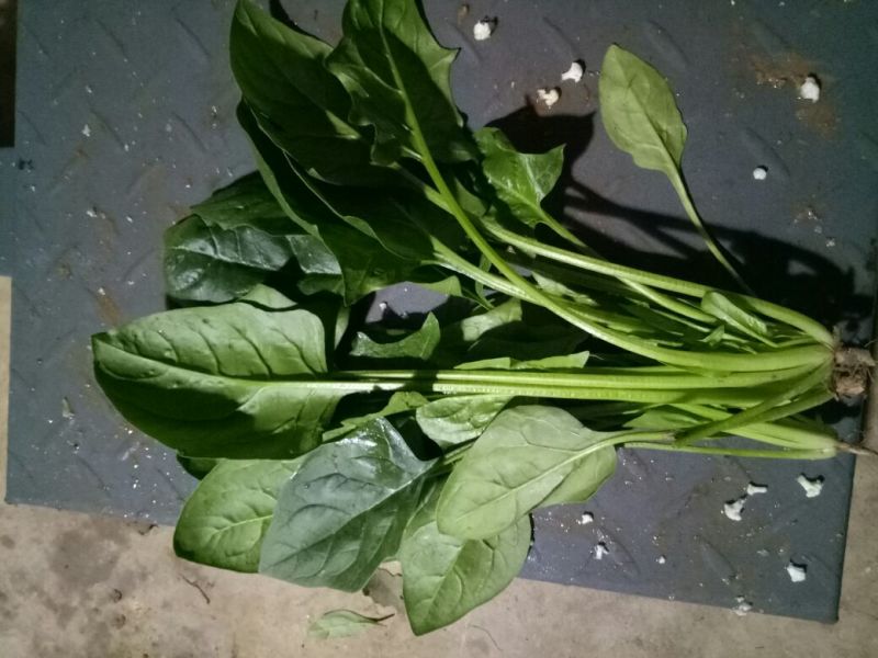 秋菠菜25~30厘米