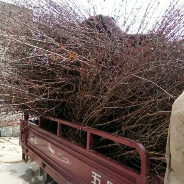 红石榴苗60~70cm